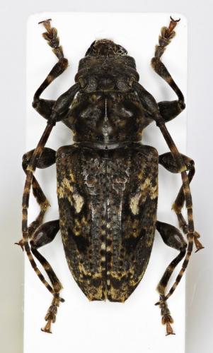 Acanthoderes quadrigibba